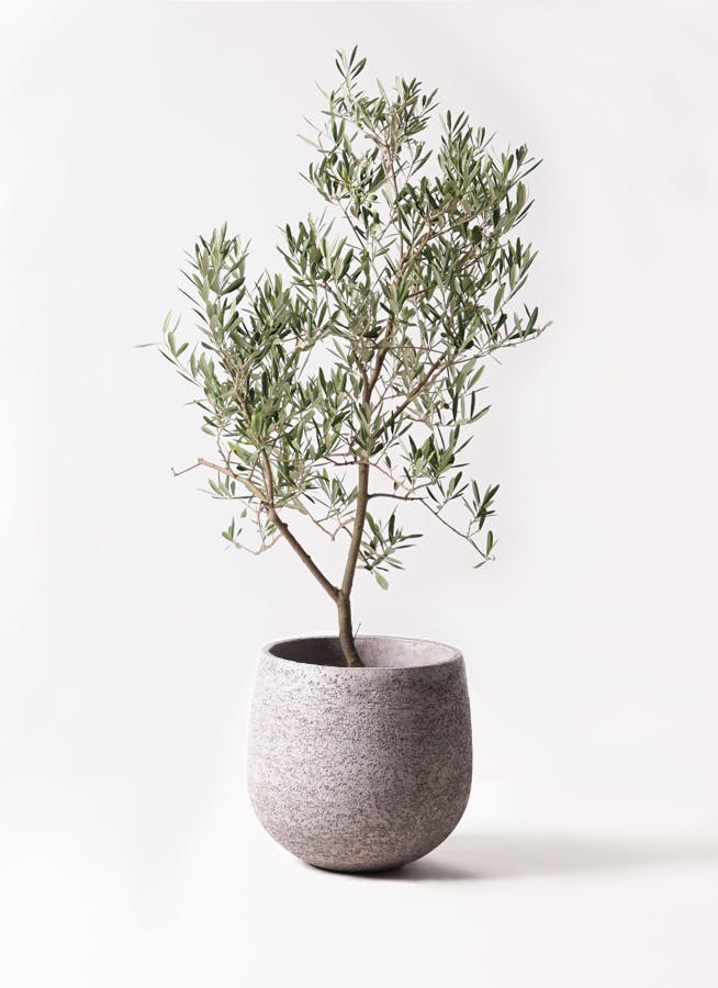 オリーブの木　デルモロッコ オリーブの木 デルモロッコ | 観葉植物通販HitoHana(ひとはな)