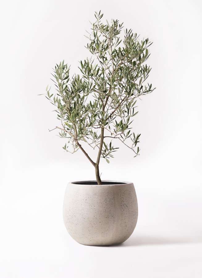 観葉植物 オリーブの木 8号 デルモロッコ テラニアス ローバルーン アンティークホワイト 付き