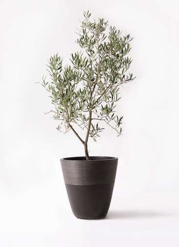 観葉植物 オリーブの木 8号 デルモロッコ ジュピター 黒 付き