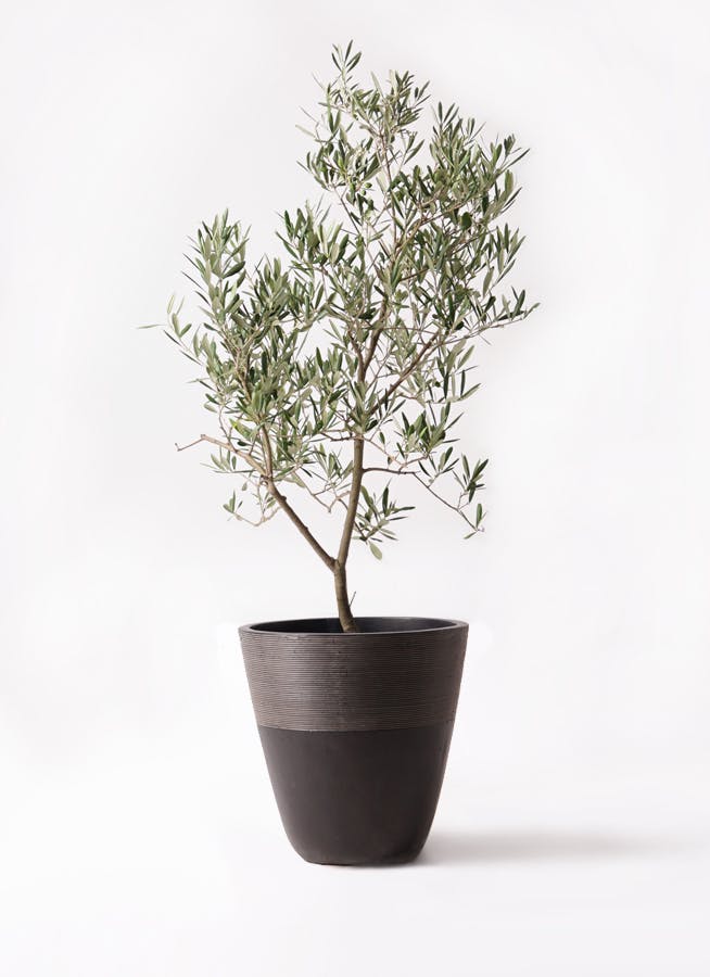 オリーブの木　デルモロッコ オリーブの木 デルモロッコ | 観葉植物通販HitoHana(ひとはな)