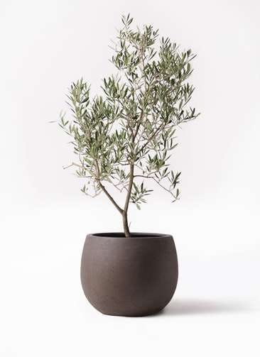 観葉植物 オリーブの木 8号 デルモロッコ テラニアス ローバルーン アンティークブラウン 付き