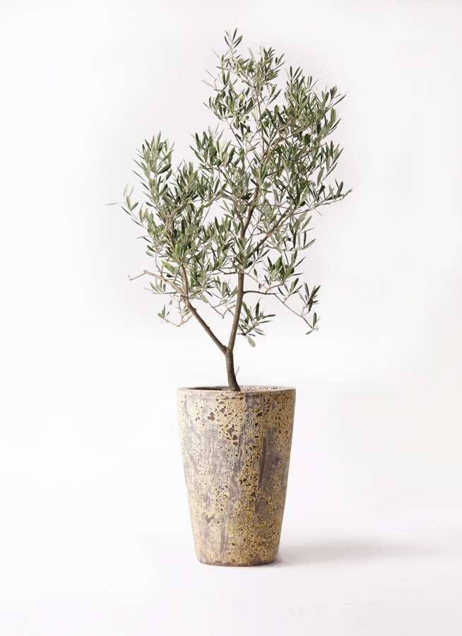 観葉植物 オリーブの木 8号 デルモロッコ アトランティス クルーシブル 付き