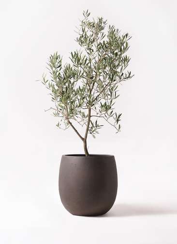 観葉植物 オリーブの木 8号 デルモロッコ テラニアス バルーン アンティークブラウン 付き