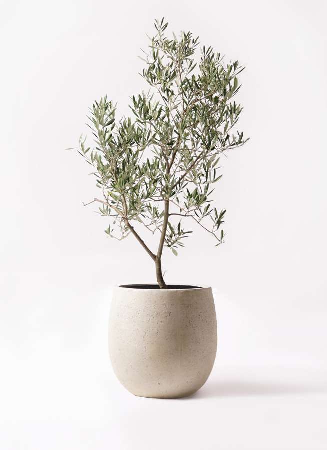 観葉植物 オリーブの木 8号 デルモロッコ テラニアス バルーン アンティークホワイト 付き