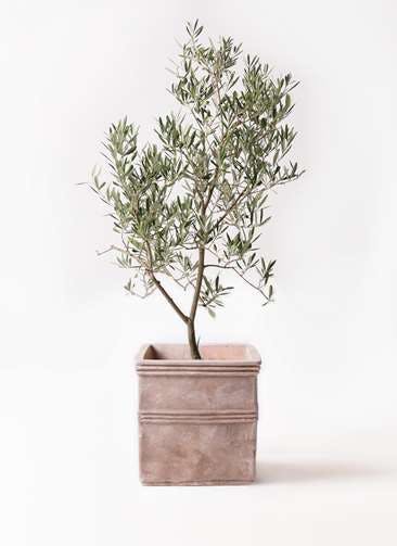 観葉植物 オリーブの木 8号 デルモロッコ テラアストラ カペラキュビ 赤茶色 付き