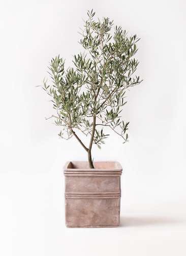オリーブの木 デルモロッコ 観葉植物通販hitohana ひとはな オリーブの木 デルモロッコ 観葉植物通販hitohana ひとはな