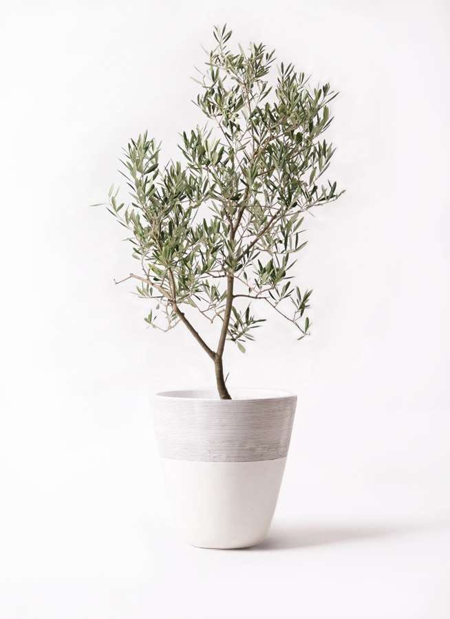 観葉植物 オリーブの木 8号 デルモロッコ ジュピター 白 付き