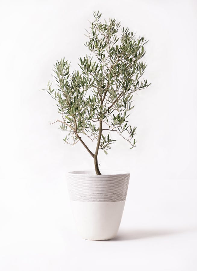オリーブの木 デルモロッコ | 観葉植物通販HitoHana(ひとはな)