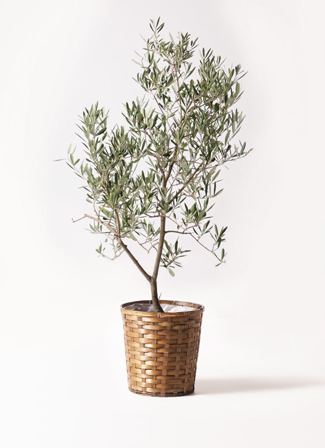 オリーブの木 デルモロッコ | 観葉植物通販HitoHana(ひとはな)