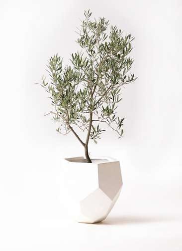 観葉植物 オリーブの木 8号 デルモロッコ ポリゴヘクサ 白 付き
