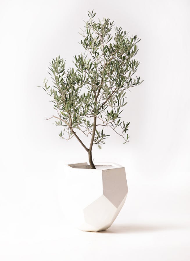 オリーブの木 デルモロッコ | 観葉植物通販HitoHana(ひとはな)