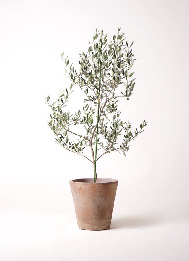 オリーブの木 ルッカ | 観葉植物 | 送料無料でお届け - Hitohana（ひと