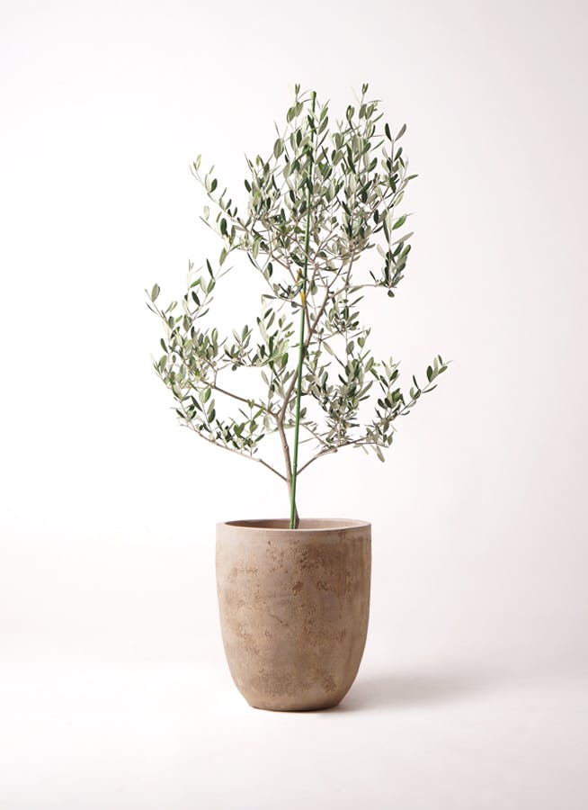 オリーブの木 ルッカ | 観葉植物 | 送料無料でお届け - Hitohana（ひと