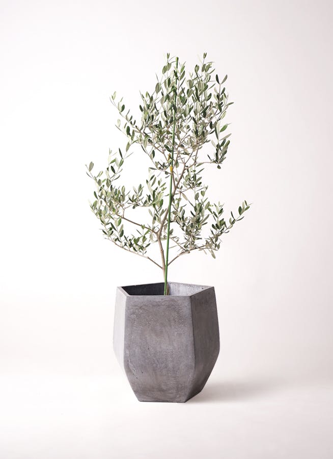 観葉植物 オリーブ 8号 ルッカ ファイバークレイ Gray 付き | 観葉植物ならHitoHana(ひとはな)