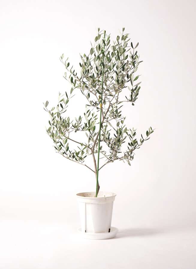観葉植物 オリーブの木 8号 ルッカ プラスチック鉢