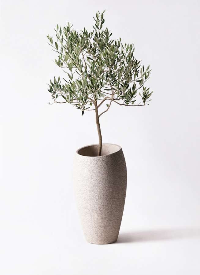 観葉植物 オリーブの木 8号 ハーディーズマンモス エコストーントールタイプ Light Gray 付き