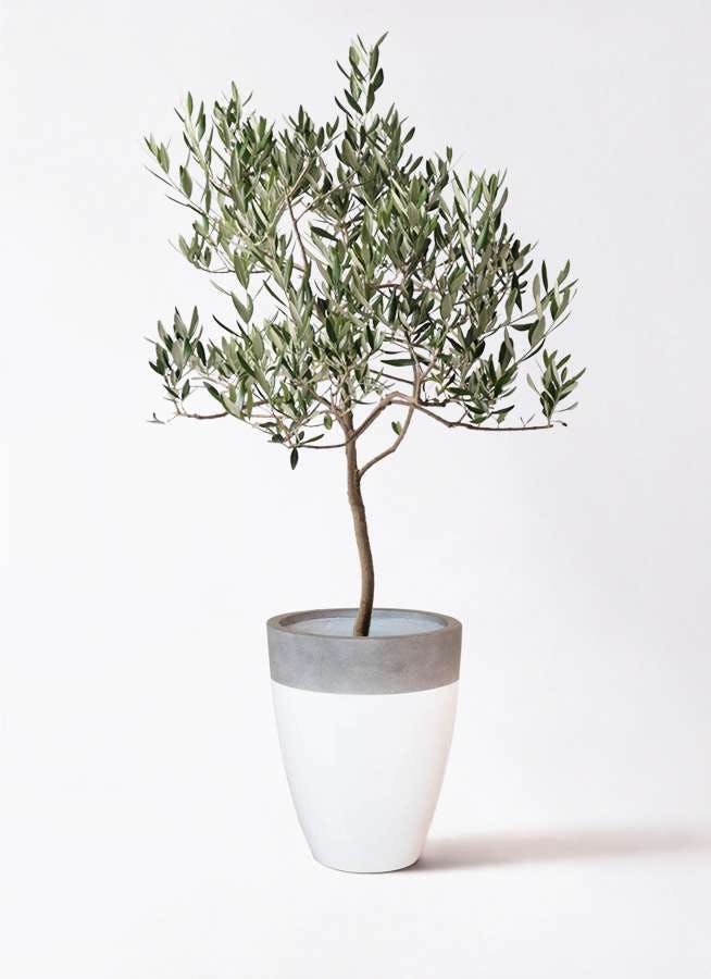 観葉植物 オリーブの木 8号 ハーディーズマンモス ファイバーストーンカプリ 白 付き