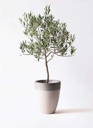 観葉植物 オリーブの木 8号 ハーディーズマンモス ファイバーストーンカプリ サンディホワイト 付き