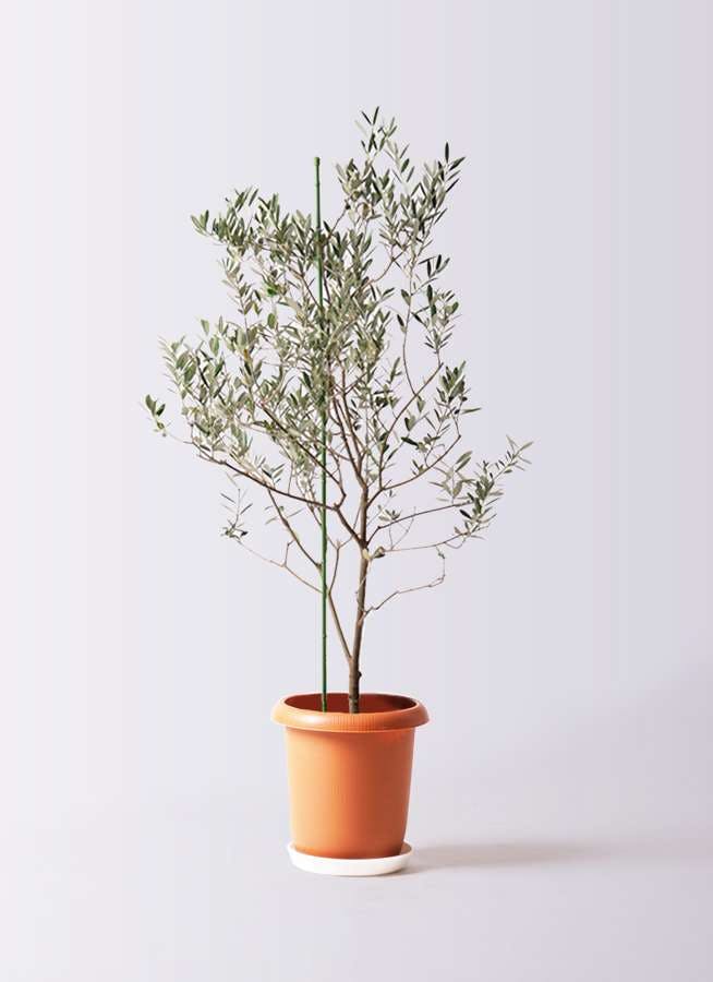 観葉植物 オリーブ 8号 カリフォルニアクイーン プラスチック鉢 観葉植物ならhitohana ひとはな 観葉植物 オリーブ 8号 カリフォルニアクイーン プラスチック鉢 観葉植物ならhitohana ひとはな