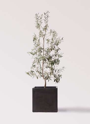 観葉植物 オリーブの木 10号 ワンセブンセブン ファイバークレイ キューブ 付き