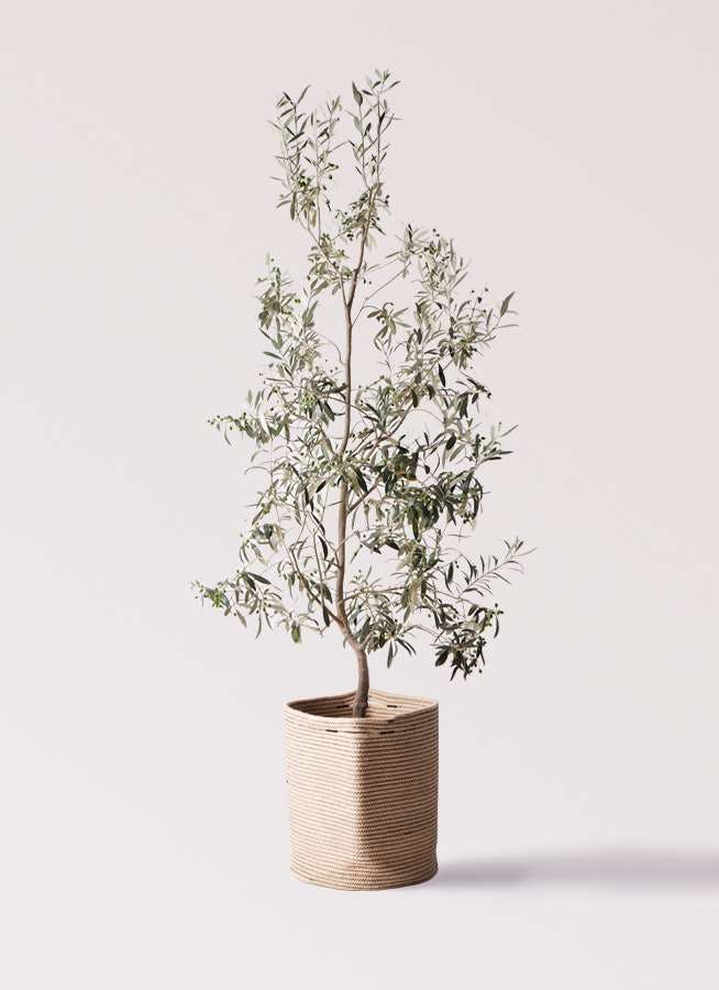 観葉植物 オリーブの木 10号 ワンセブンセブン リブバスケットNatural 付き