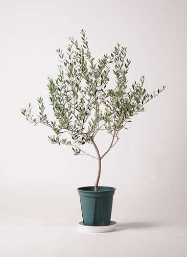 観葉植物 オリーブの木 8号 マンザニロ プラスチック鉢