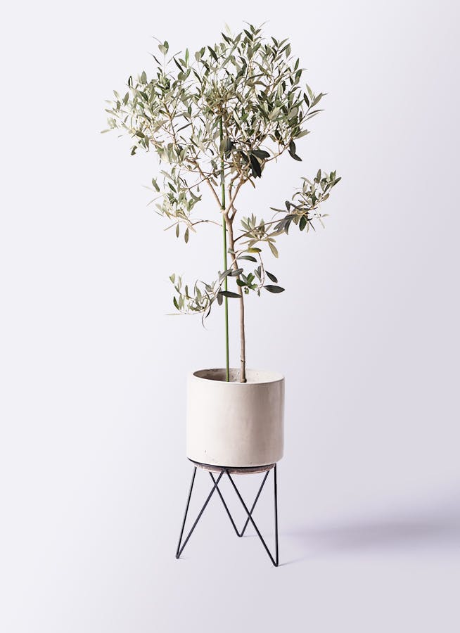 オリーブの木　Ｉ－77 小倉園 オリーブ・I-77(アイ・セブン・セブン) 8号鉢 オリーブの木