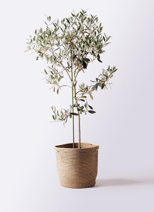 オリーブの木　ワンセブンセブン　8号　約150cm　NO.641　人気品種　現品 オリーブの木 ワンセブンセブン 8号 約150cm NO.641 人気品種 現品