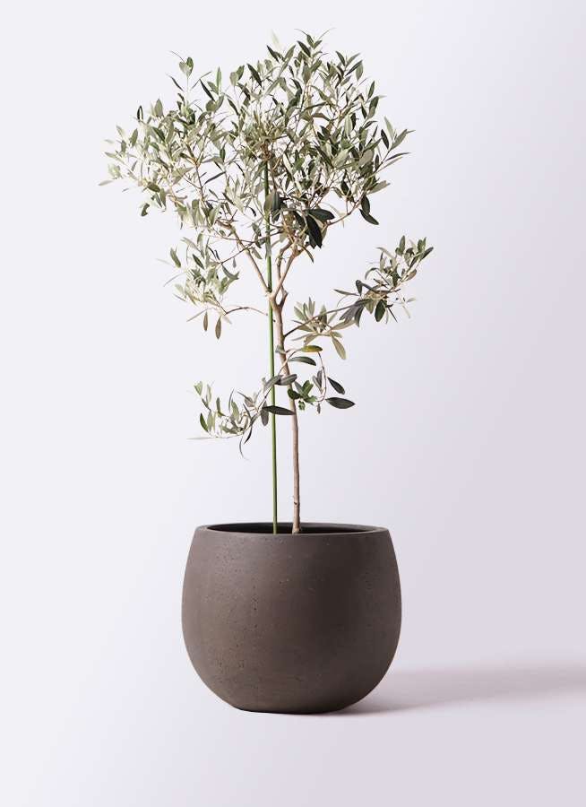 観葉植物 オリーブの木 8号 ワンセブンセブン テラニアス ローバルーン アンティークブラウン 付き