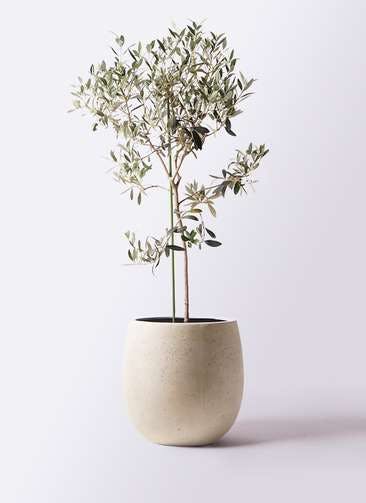 観葉植物 オリーブの木 8号 ワンセブンセブン テラニアス バルーン アンティークホワイト 付き