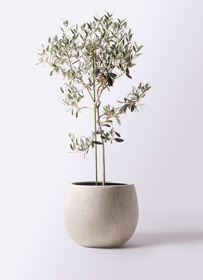 観葉植物 オリーブの木 8号 ワンセブンセブン テラニアス ローバルーン アンティークホワイト 付き