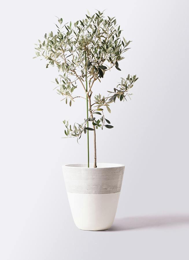 観葉植物 オリーブの木 8号 ワンセブンセブン ジュピター 白 付き