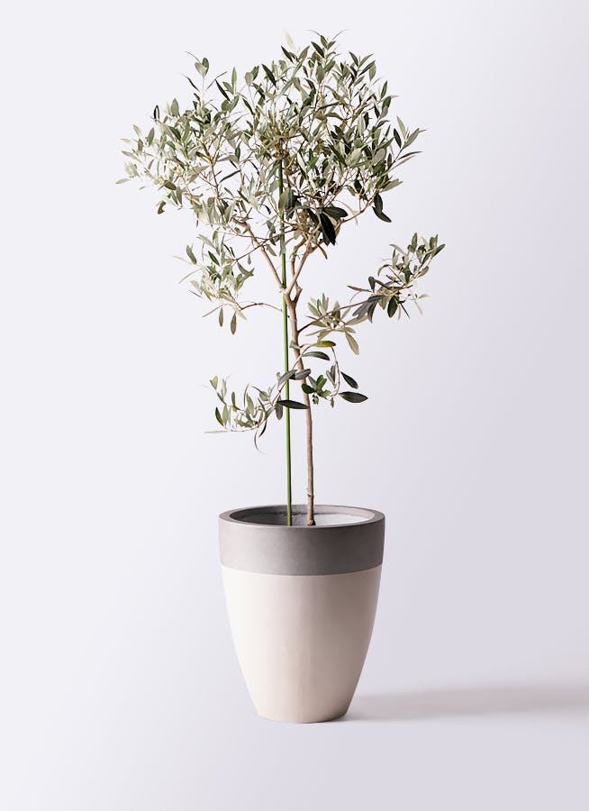 小倉園のオリーブ アイセブンセブン | 観葉植物ならHitoHana（ひとはな）