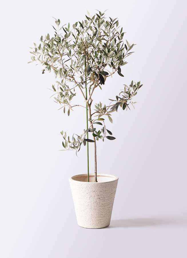 観葉植物 オリーブの木 8号 ワンセブンセブン ビアスソリッド 白 付き