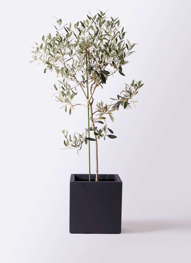 観葉植物 オリーブの木 8号 ワンセブンセブン ベータ キューブプランター 黒 付き