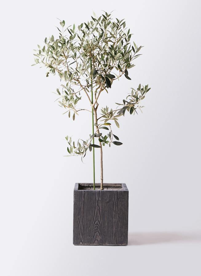 小倉園のオリーブ アイセブンセブン | 観葉植物ならHitoHana（ひとはな）