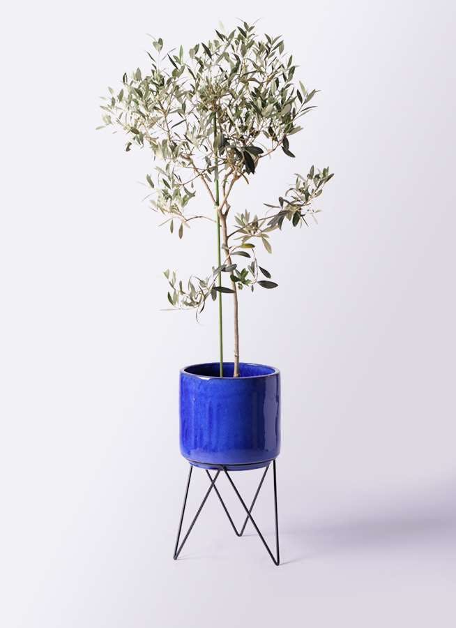 観葉植物 オリーブの木 8号 ワンセブンセブン ビトロ エンデカ ブルー アイアンポットスタンド ブラック 付き