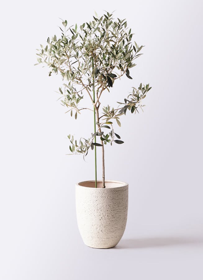 小倉園のオリーブ アイセブンセブン | 観葉植物ならHitoHana（ひとはな）