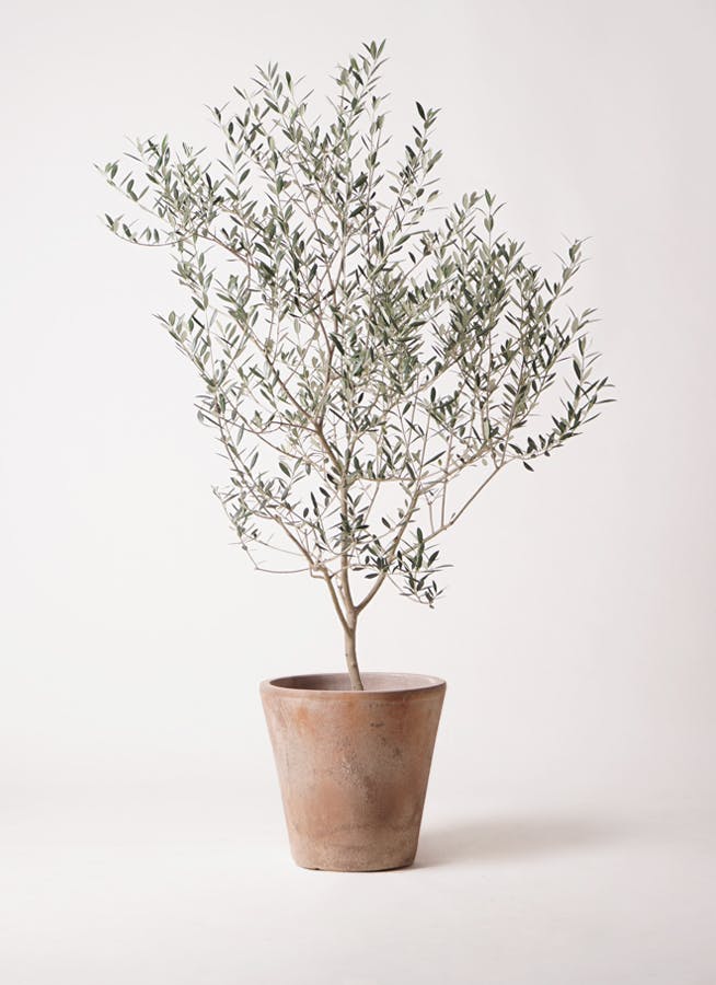3 希少　オリーブの木　カヨンヌ オリーブの木 カヨンヌ | 観葉植物通販HitoHana(ひとはな)