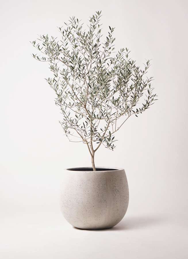 観葉植物 オリーブの木 8号 カヨンヌ テラニアス ローバルーン アンティークホワイト 付き