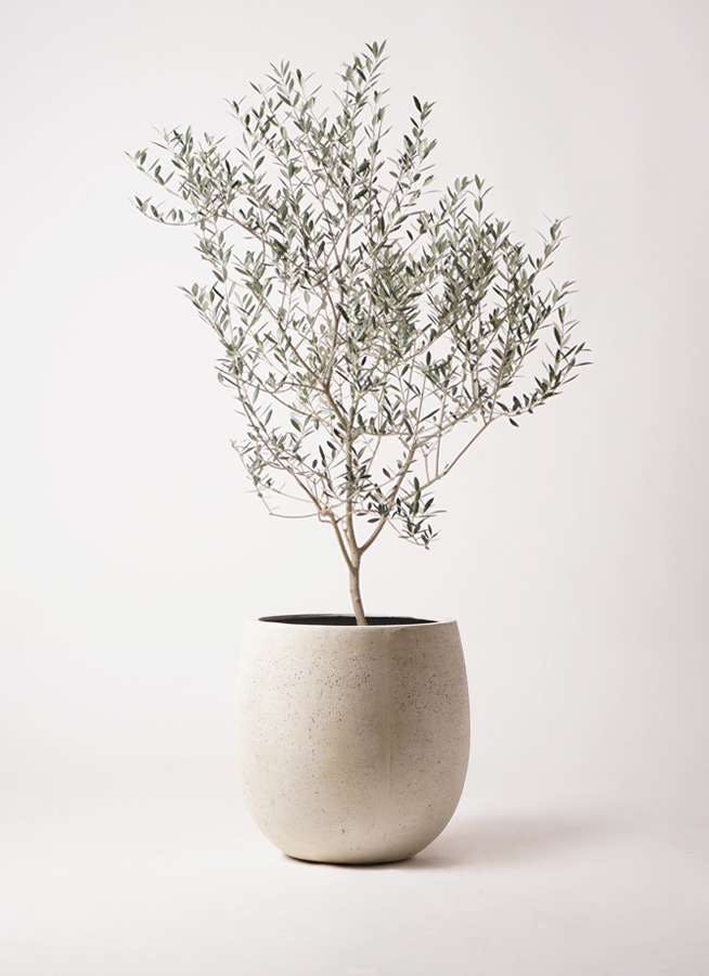 観葉植物 オリーブの木 8号 カヨンヌ テラニアス バルーン アンティークホワイト 付き