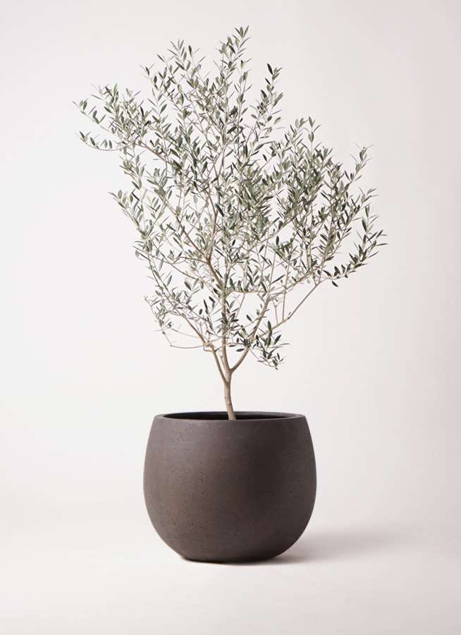 観葉植物 オリーブの木 8号 カヨンヌ テラニアス ローバルーン アンティークブラウン 付き