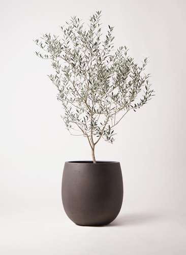 観葉植物 オリーブの木 8号 カヨンヌ テラニアス バルーン アンティークブラウン 付き
