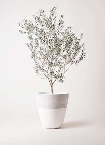 観葉植物 オリーブの木 8号 カヨンヌ ジュピター 白 付き