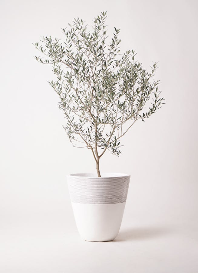 小倉園のオリーブ カヨンヌ | 観葉植物ならHitoHana（ひとはな）