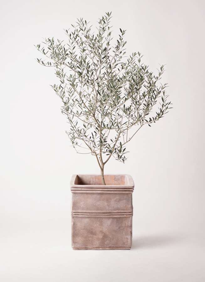 観葉植物 オリーブの木 8号 カヨンヌ テラアストラ カペラキュビ 赤茶色 付き