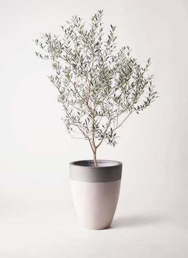 観葉植物 オリーブの木 8号 カヨンヌ ファイバーストーンカプリ サンディホワイト 付き