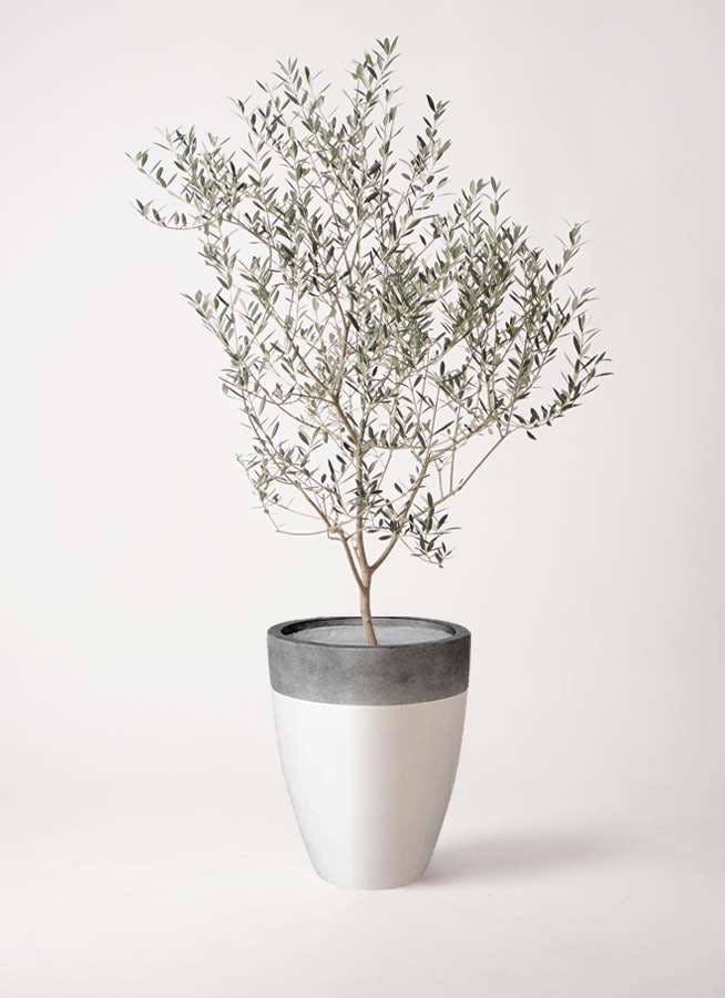 観葉植物 オリーブの木 8号 カヨンヌ ファイバーストーンカプリ 白 付き