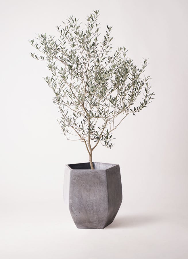 オリーブの木　カヨンヌ オリーブの木 カヨンヌ | 観葉植物通販HitoHana(ひとはな)