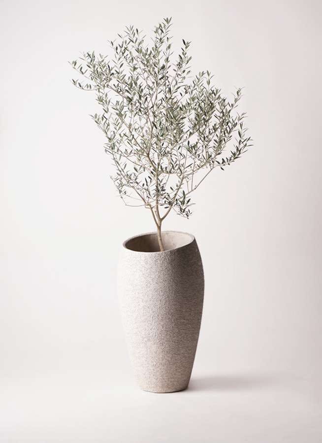 観葉植物 オリーブの木 8号 カヨンヌ エコストーントールタイプ Light Gray 付き